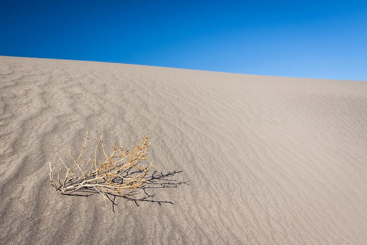 Detail osamělého suchého keře na zvlněné písečné duně v národním parku Death Valley pod jasně modrou oblohou.