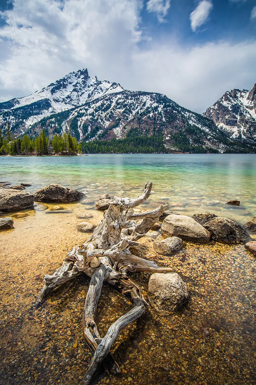Naplavené dřevo v průzračné vodě jezera Jenny Lake s majestátním pohořím Grand Teton v pozadí.